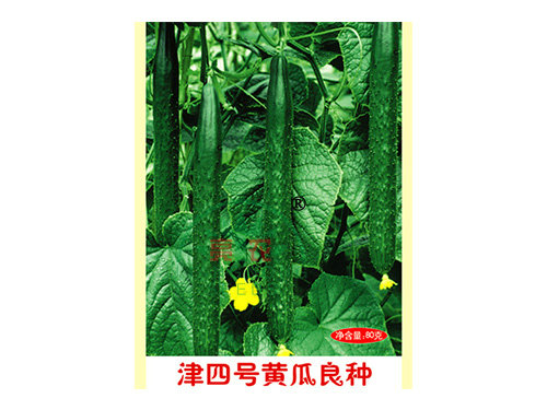 津四号黄瓜良种