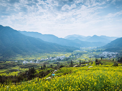 我公司国家重点攻关项目“亮油9号”