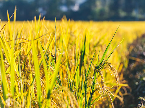 隆平高科打造湖南省“隆平粮仓”