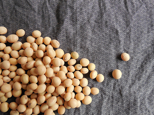 购种注意事项及种子质量事故处理途径